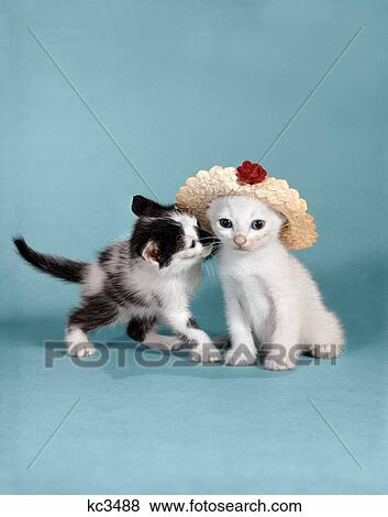 1960S Black And White Kitten Playing Nuzzling White Kitten Wearing Straw Hat View Large Photo Image Stock Photo - 1960S Black And White Kitten Playing Nuzzling White Kitten Wearing Straw Hat . Fotosearch