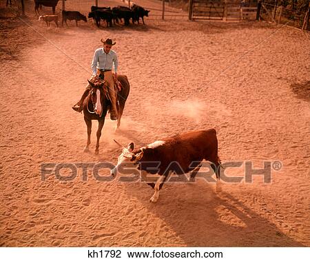 Stock Image - 1960s COWBOY MAN RANCHER ON HORSEBACK BREAKING A STEER OUT OF HERD. Fotosearch