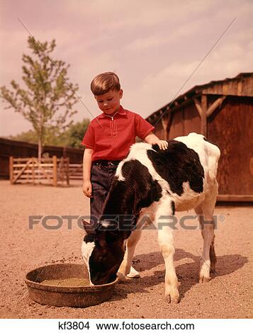 1960s FARM BOY IN RED SHIRT FEEDING BLACK AND WHITE HOLSTEIN CALF View Large Photo Image Picture - 1960s FARM BOY IN RED SHIRT FEEDING BLACK AND WHITE HOLSTEIN CALF. Fotosearch