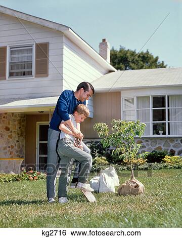 1960s FATHER AND SON PLANTING TREE FRONT YARD SUBURBAN HOME View Large Photo Image Stock Photograph - 1960s FATHER AND SON PLANTING TREE FRONT YARD SUBURBAN HOME. Fotosearch