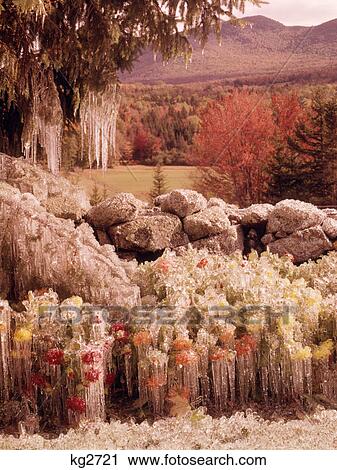1960s LATE AUTUMN EARLY WINTER DAHLIAS GARDEN FLOWERS ALONG STONE WALL FROZEN COVERED IN ICE AND ICICLES View Large Photo Image Stock Image - 1960s LATE AUTUMN EARLY WINTER DAHLIAS GARDEN FLOWERS ALONG STONE WALL FROZEN COVERED IN ICE AND ICICLES. Fotosearch