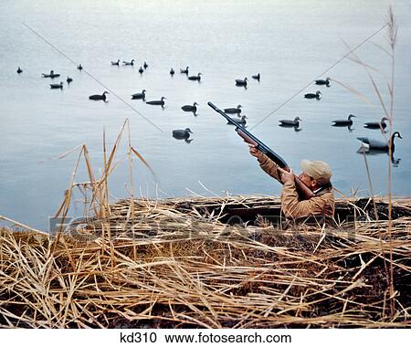 1960s MAN DUCK HUNTER SHOOTING AT DUCKS WITH SHOTGUN FROM BLIND DECOYS ON WATER View Large Photo Image Stock Image - 1960s MAN DUCK HUNTER SHOOTING AT DUCKS WITH SHOTGUN FROM BLIND DECOYS ON WATER. Fotosearch