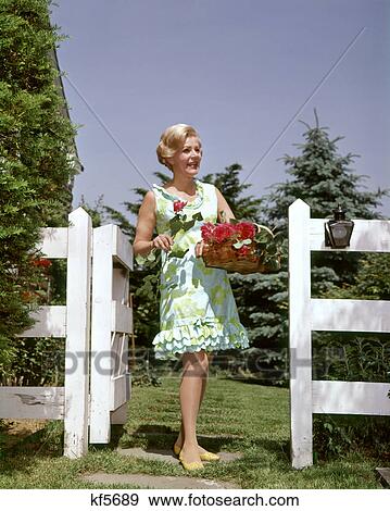 Stock Photo - 1960s MATURE WOMAN WEARING PRINT DRESS HOLDING BASKET OF RED ROSES FROM HER GARDEN. Fotosearch