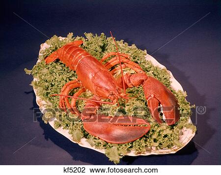 1960s RED COOKED LOBSTER WHITE PLATTER BED LETTUCE View Large Photo Image Stock Image - 1960s RED COOKED LOBSTER WHITE PLATTER BED LETTUCE. Fotosearch