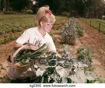 1960s SMILING BLOND WOMAN HARVESTING GREEN VEGETABLE FROM BACKYARD GARDEN PLOT View Large Photo Image Stock Image - 1960s SMILING BLOND WOMAN HARVESTING GREEN VEGETABLE FROM BACKYARD GARDEN PLOT. Fotosearch