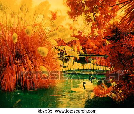 1960s SOLARIZED INFRARED SPECIAL EFFECTS FANTASY CONCEPT PHOTOGRAPH OF SWANS ORNAMENTAL GRASSES AND ZOO PARK WATER FOOT BRIDGE View Large Photo Image Stock Photography - 1960s SOLARIZED INFRARED SPECIAL EFFECTS FANTASY CONCEPT PHOTOGRAPH OF SWANS ORNAMENTAL GRASSES AND ZOO PARK WATER FOOT BRIDGE. Fotosearch
