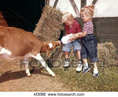 Stock Photo - 1960s TWO FARM CHILDREN IN BARNYARD BLOND BOY GIRL BROTHER SISTER FEEDING JERSEY CALF BOTTLE OF MILK. Fotosearch