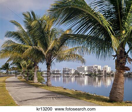 1960s VIEW OF CONDADO BEACH HOTELS FROM PALM TREE LINED ROAD SAN JUAN PUERTO RICO View Large Photo Image Stock Image - 1960s VIEW OF CONDADO BEACH HOTELS FROM PALM TREE LINED ROAD SAN JUAN PUERTO RICO. Fotosearch