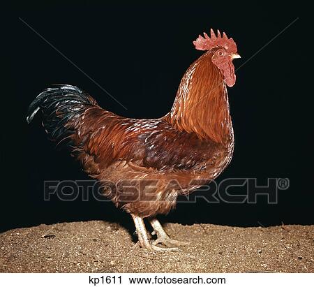 1960S Wyandotte Cock Rooster View Large Photo Image Stock Image - 1960S Wyandotte Cock Rooster. Fotosearch