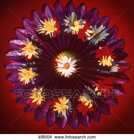 1970S Accordion Pleated Purple Yellow Paper Fold Out With Daisies Psychedelic Pattern Design View Large Photo Image Picture - 1970S Accordion Pleated Purple Yellow Paper Fold Out With Daisies Psychedelic Pattern Design. Fotosearch