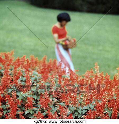 1970S African-American Girl Soft Focus Walking Field Of Red Flowers View Large Photo Image Stock Image - 1970S African-American Girl Soft Focus Walking Field Of Red Flowers. Fotosearch