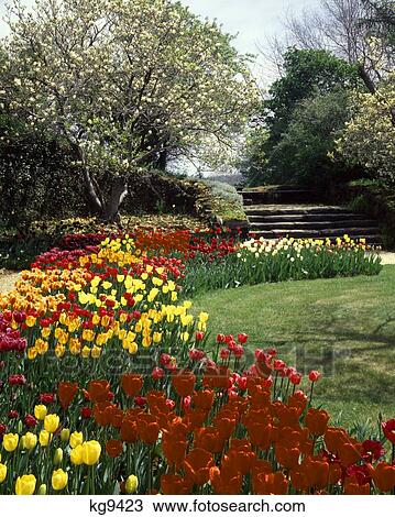 1970S Garden With Tulip Beds Along Curved Path Springtime View Large Photo Image Stock Image - 1970S Garden With Tulip Beds Along Curved Path Springtime. Fotosearch