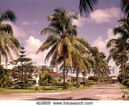1970s PALM TREES AND HOUSES ALONG STREET COCONUT GROVE FLORIDA USA View Large Photo Image Stock Photo - 1970s PALM TREES AND HOUSES ALONG STREET COCONUT GROVE FLORIDA USA. Fotosearch