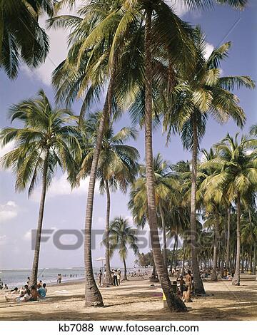 1970s PALM TREES ON LUQUILLO BEACH PUERTO RICO View Large Photo Image Stock Photo - 1970s PALM TREES ON LUQUILLO BEACH PUERTO RICO. Fotosearch
