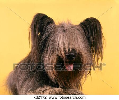 1970s SHAGGY DOG PORTRAIT VERY LONG HAIR TERRIER STICKING OUT TONGUE View Large Photo Image Stock Image - 1970s SHAGGY DOG PORTRAIT VERY LONG HAIR TERRIER STICKING OUT TONGUE. Fotosearch