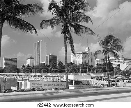 1970S Sightseeing Boat At Pier Day Light Skyline Palm Trees Miami Florida Usa View Large Photo Image Stock Image - 1970S Sightseeing Boat At Pier Day Light Skyline Palm Trees Miami Florida Usa. Fotosearch