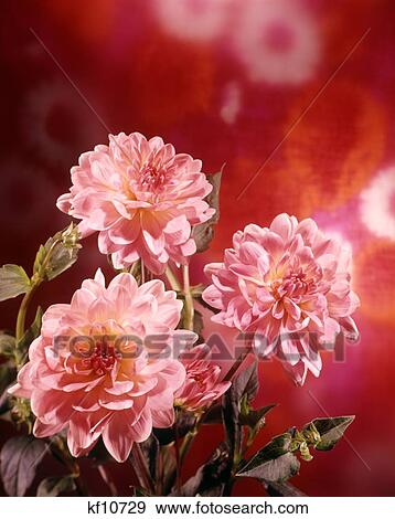 Stock Photo - 1970S Three Pink Dahlia Flowers On Orange Red Background. Fotosearch