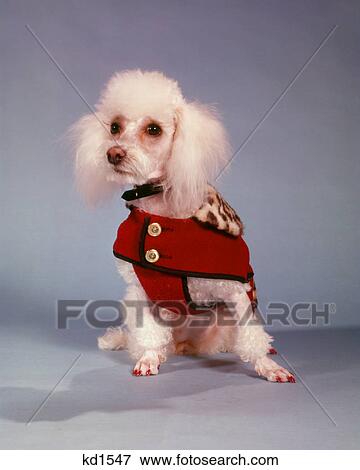 1970s WHITE MINIATURE FRENCH POODLE LOOKING SAD WEARING RED OUTFIT View Large Photo Image Stock Photo - 1970s WHITE MINIATURE FRENCH POODLE LOOKING SAD WEARING RED OUTFIT. Fotosearch
