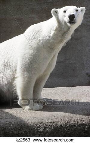 1980s POLAR BEAR Ursus maritimus LOOKING AT CAMERA View Large Photo Image Stock Image - 1980s POLAR BEAR Ursus maritimus LOOKING AT CAMERA. Fotosearch
