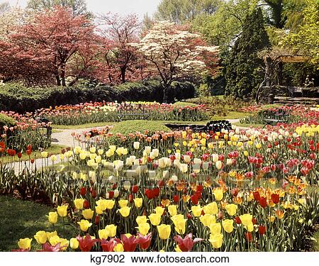 Stock Image - 1980s SPRINGTIME RIOTOUS GARDEN OF BLOOMING FLOWERS AND TREES. Fotosearch
