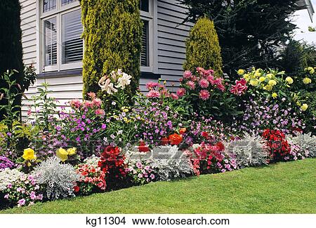 1990s BLOOMING FLOWERS IN A BUNGALOW GARDEN CHRISTCHURCH NEW ZEALAND View Large Photo Image Picture - 1990s BLOOMING FLOWERS IN A BUNGALOW GARDEN CHRISTCHURCH NEW ZEALAND. Fotosearch