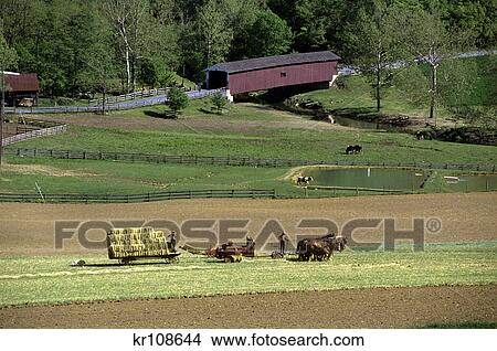 Picture - 1990s HORSE DRAWN AMISH HAY BAILER AND WAGON WORKING IN FIELD NEAR COVERED BRIDGE LANCASTER COUNTY PENNSYLVANIA USA. Fotosearch