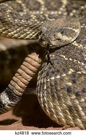 1990s WESTERN DIAMONDBACK RATTLESNAKE Crotalus atrox LOOKING AT CAMERA SHOWING PIT VIPER HEAD SENSING TONGUE WARNING RATTLES View Large Photo Image Stock Photo - 1990s WESTERN DIAMONDBACK RATTLESNAKE Crotalus atrox LOOKING AT CAMERA SHOWING PIT VIPER HEAD SENSING TONGUE WARNING RATTLES. Fotosearch