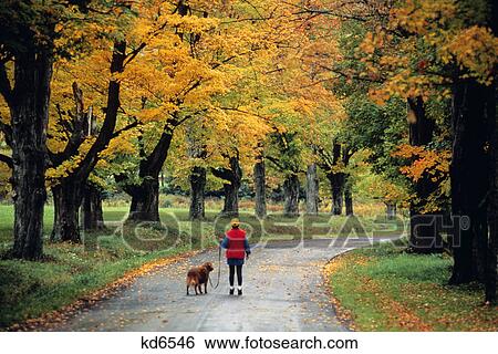 1990s YOUNG WOMAN WALKING DOG DOWN AUTUMN ROAD IN TIOGA COUNTY PENNSYLVANIA USA View Large Photo Image Stock Photograph - 1990s YOUNG WOMAN WALKING DOG DOWN AUTUMN ROAD IN TIOGA COUNTY PENNSYLVANIA USA. Fotosearch