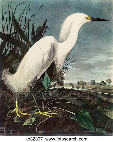 AUDUBON PRINT OF SNOWY EGRET (Egretta thula) COLOR HALFTONE View Large Photo Image Stock Photo - AUDUBON PRINT OF SNOWY EGRET (Egretta thula) COLOR HALFTONE. Fotosearch
