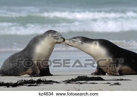 Australian Sea Lion Neophoca Cinerea View Large Photo Image Picture - Australian Sea Lion Neophoca Cinerea. Fotosearch