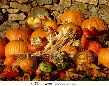 AUTUMN HARVEST SEASONAL STILL LIFE PUMPKINS CORN APPLES SQUASH PILED BEFORE LAID STONE FENCE View Large Photo Image Picture - AUTUMN HARVEST SEASONAL STILL LIFE PUMPKINS CORN APPLES SQUASH PILED BEFORE LAID STONE FENCE. Fotosearch