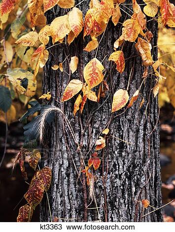 Stock Image - Autumn Tree Trunk & Leaves. Fotosearch