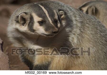 Badger View Large Photo Image Stock Photo - Badger. Fotosearch