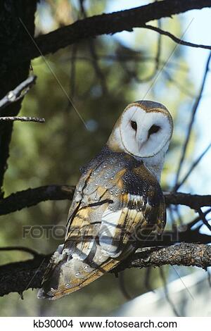 Barn Owl Tyto Alba Worldwide Range High Desert Museum Oregon View Large Photo Image Picture - Barn Owl Tyto Alba Worldwide Range High Desert Museum Oregon. Fotosearch