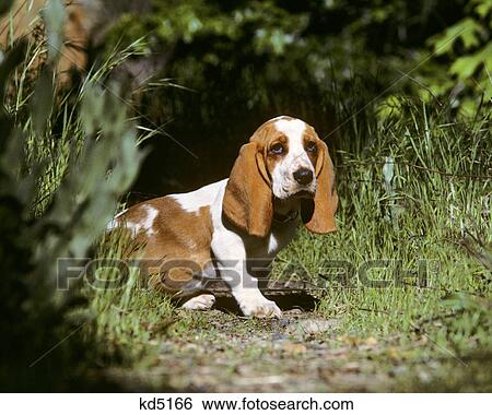 Stock Photograph - BASSET HOUND PUPPY IN A GARDEN. Fotosearch