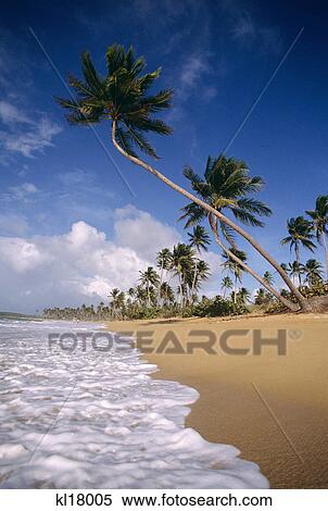 BEACH SURF AND PALM TREES PUERTO RICO View Large Photo Image Stock Photography - BEACH SURF AND PALM TREES PUERTO RICO. Fotosearch