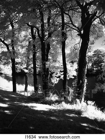 Beautiful Landscape Trees With Brilliant Backlight Sun Create Shadows On A Autumn Late Summer Afternoon View Large Photo Image Picture - Beautiful Landscape Trees With Brilliant Backlight Sun Create Shadows On A Autumn Late Summer Afternoon. Fotosearch