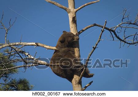 Black Bear In Tree View Large Photo Image Stock Photo - Black Bear In Tree. Fotosearch