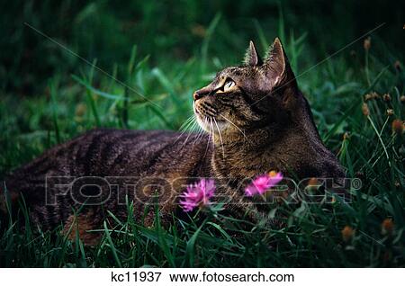 BROWN TABBY CAT LYING IN THE GRASS LOOKING UP View Large Photo Image Stock Photo - BROWN TABBY CAT LYING IN THE GRASS LOOKING UP. Fotosearch