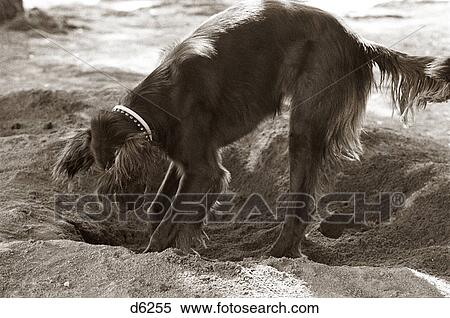 CANINE BEHAVIOR IRISH SETTER DOG DIGGING HOLE IN DIRT View Large Photo Image Stock Photography - CANINE BEHAVIOR IRISH SETTER DOG DIGGING HOLE IN DIRT. Fotosearch