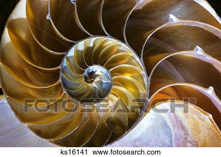 Chambered Nautilus Nautilus Pompilius Shell Cut In Half Showing A Nearly Perfect Equiangular Spiral And Lustrous Nacre View Large Photo Image Stock Image - Chambered Nautilus Nautilus Pompilius Shell Cut In Half Showing A Nearly Perfect Equiangular Spiral And Lustrous Nacre. Fotosearch