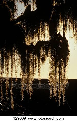 Close-Up Of Spanish Moss Hanging On Tree Branches Florida View Large Photo Image Stock Photo - Close-Up Of Spanish Moss Hanging On Tree Branches Florida . Fotosearch