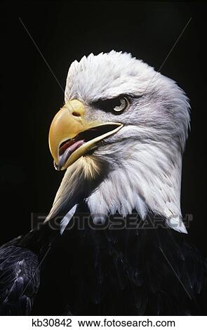 Close-Up Portrait Of Bald Eagle Haliaeetus Leucocephalus View Large Photo Image Stock Image - Close-Up Portrait Of Bald Eagle Haliaeetus Leucocephalus. Fotosearch