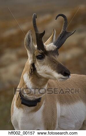 Collared Pronghorn Buck Head Shot View Large Photo Image Stock Photo - Collared Pronghorn Buck Head Shot . Fotosearch