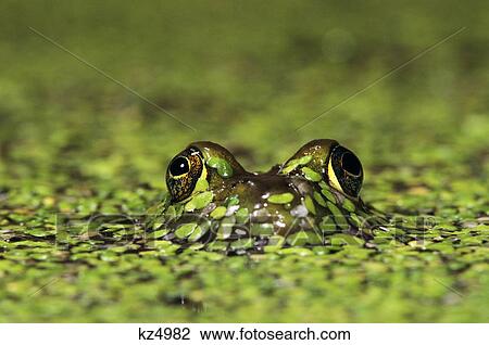 Stock Image - Common Bullfrog Rana Catesbeiana Male Peeking Out From Under The Water With Green Lesser Duckweed On His Face. Fotosearch