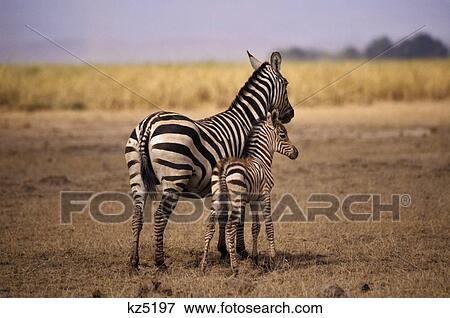 Stock Photo - Common Zebra Mare With Foal Amboseli National Park Kenya Africa. Fotosearch