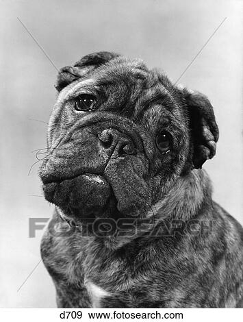 Cute Bulldog Face Looking At Camera View Large Photo Image Stock Photo - Cute Bulldog Face Looking At Camera. Fotosearch