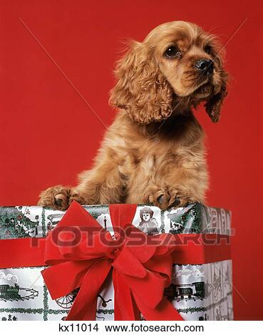 Cute Cocker Spaniel Puppy Peeking Out Of Christmas Gift Box Red Ribbon View Large Photo Image Picture - Cute Cocker Spaniel Puppy Peeking Out Of Christmas Gift Box Red Ribbon. Fotosearch