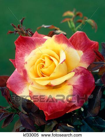 DESERT PEACE ROSE View Large Photo Image Stock Photography - DESERT PEACE ROSE. Fotosearch