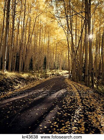 Dirt Road Through Autumn Aspen Grove Delores Canyon San Juan National Forest Colorado Usa View Large Photo Image Stock Photo - Dirt Road Through Autumn Aspen Grove Delores Canyon San Juan National Forest Colorado Usa. Fotosearch